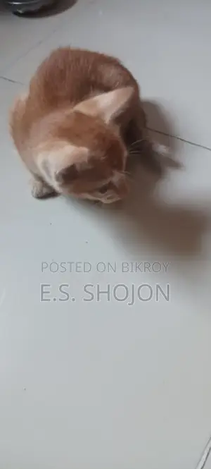 দেশি বিড়াল
