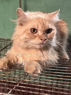 Traditional Persian Female