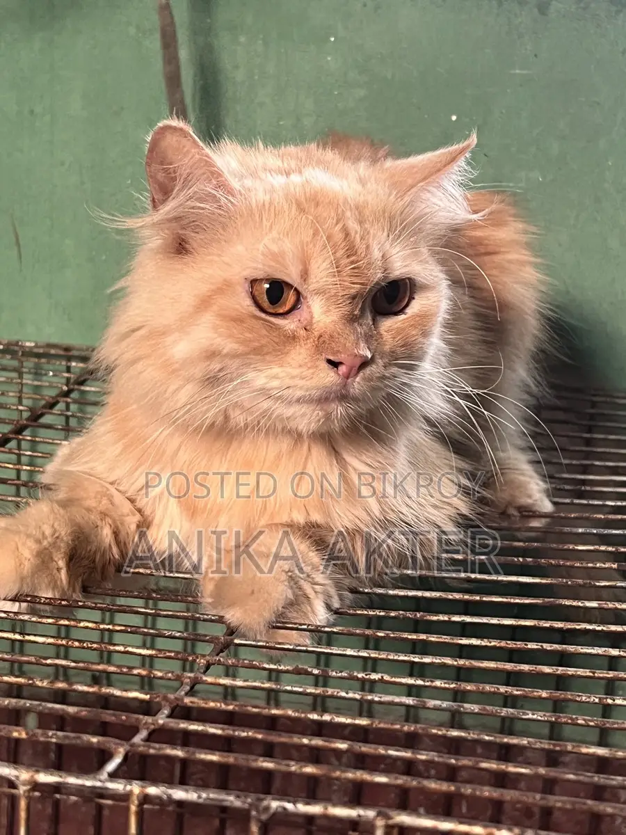 Traditional Persian Female