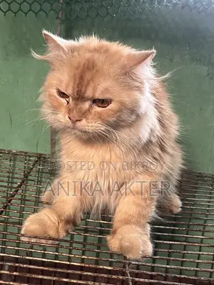 Traditional Persian Female