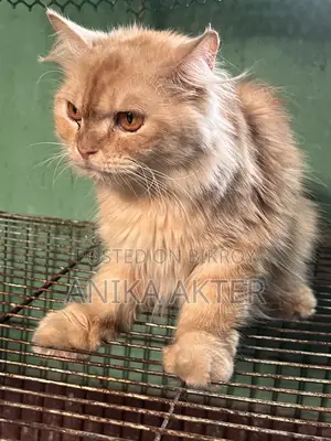 Traditional Persian Female