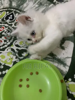 Pure Persian Cat Blue Eyes