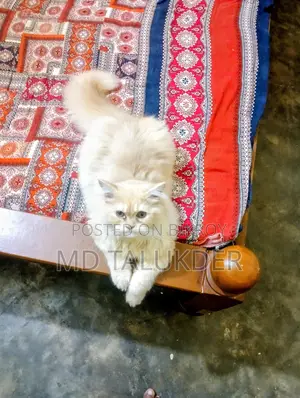 Persian Male