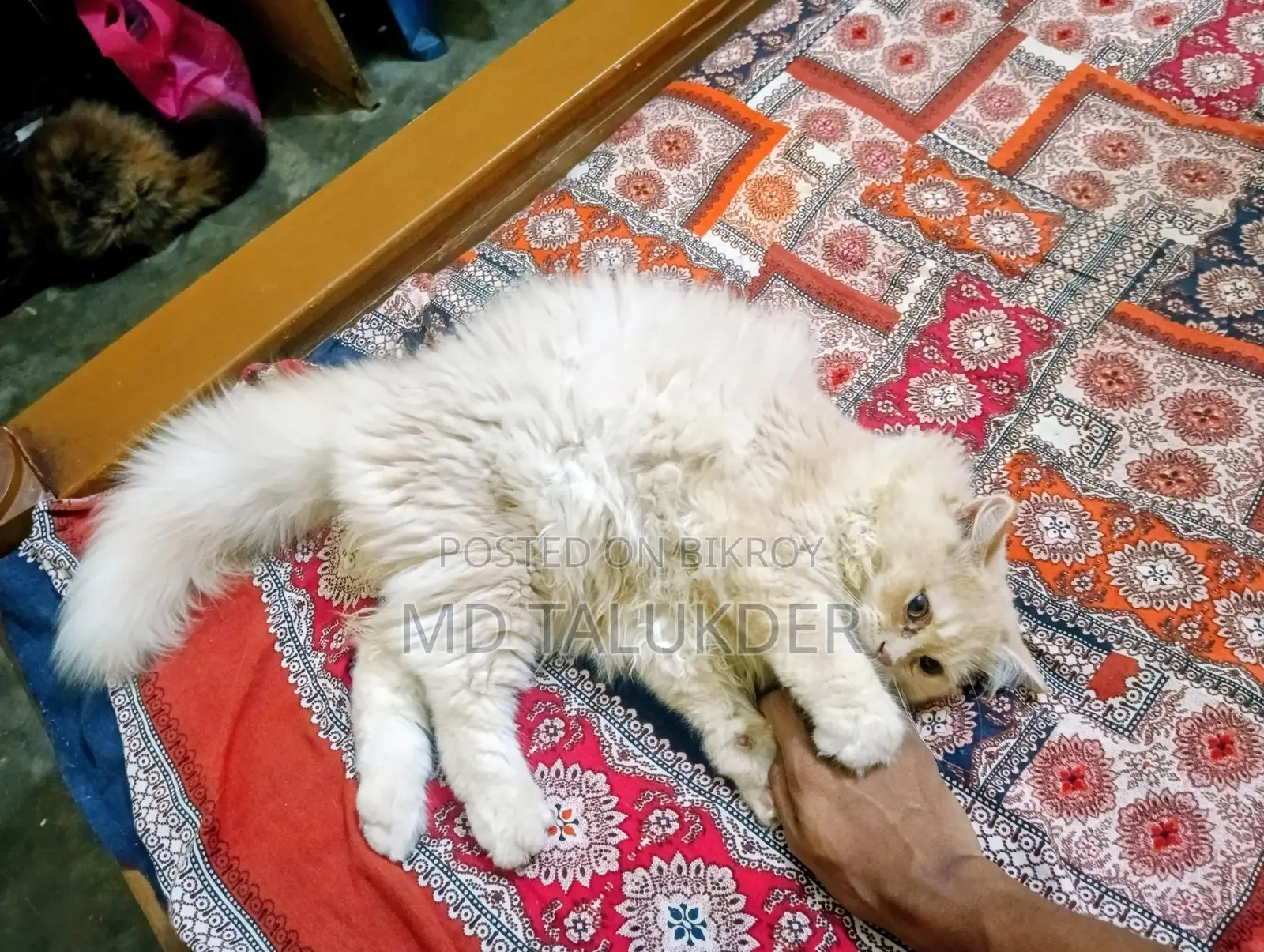 Persian Male