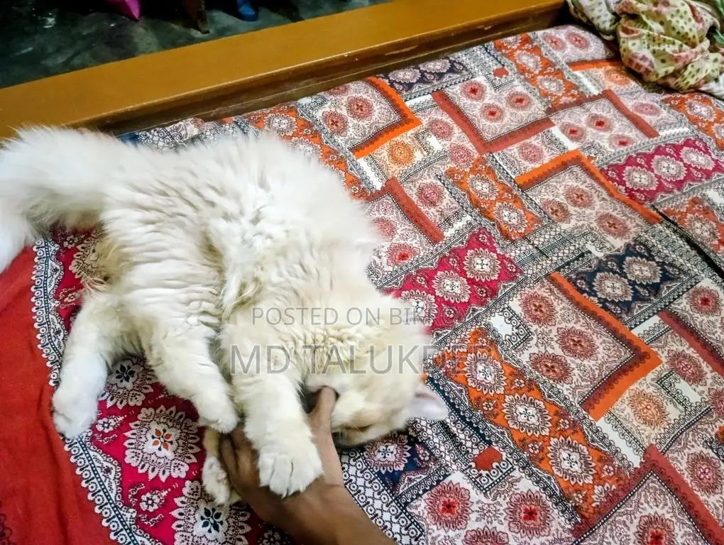 Persian Male