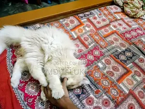 Persian Male
