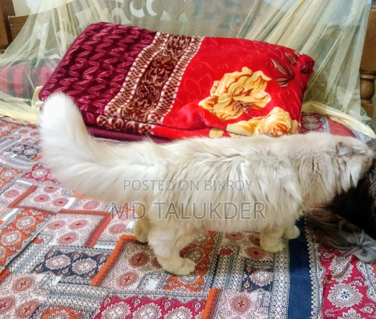 Persian Male