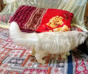 Persian Male