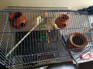 2 Pairs of Budgies