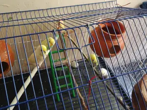 ২ জোডা বাজরিগার