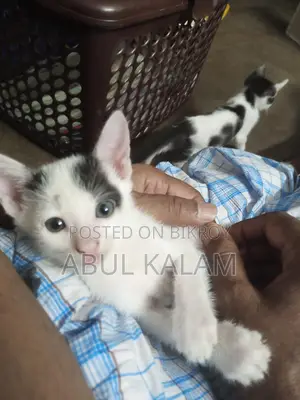 তিনটা বিড়াল এডপ্টশনে দিয়ে দিবো