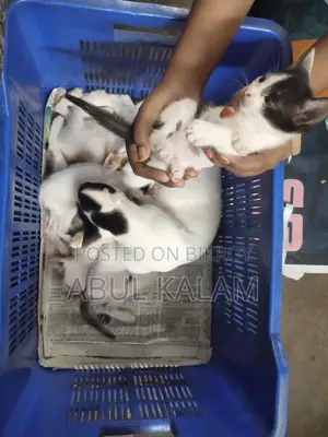 Giving away three cats for adoption