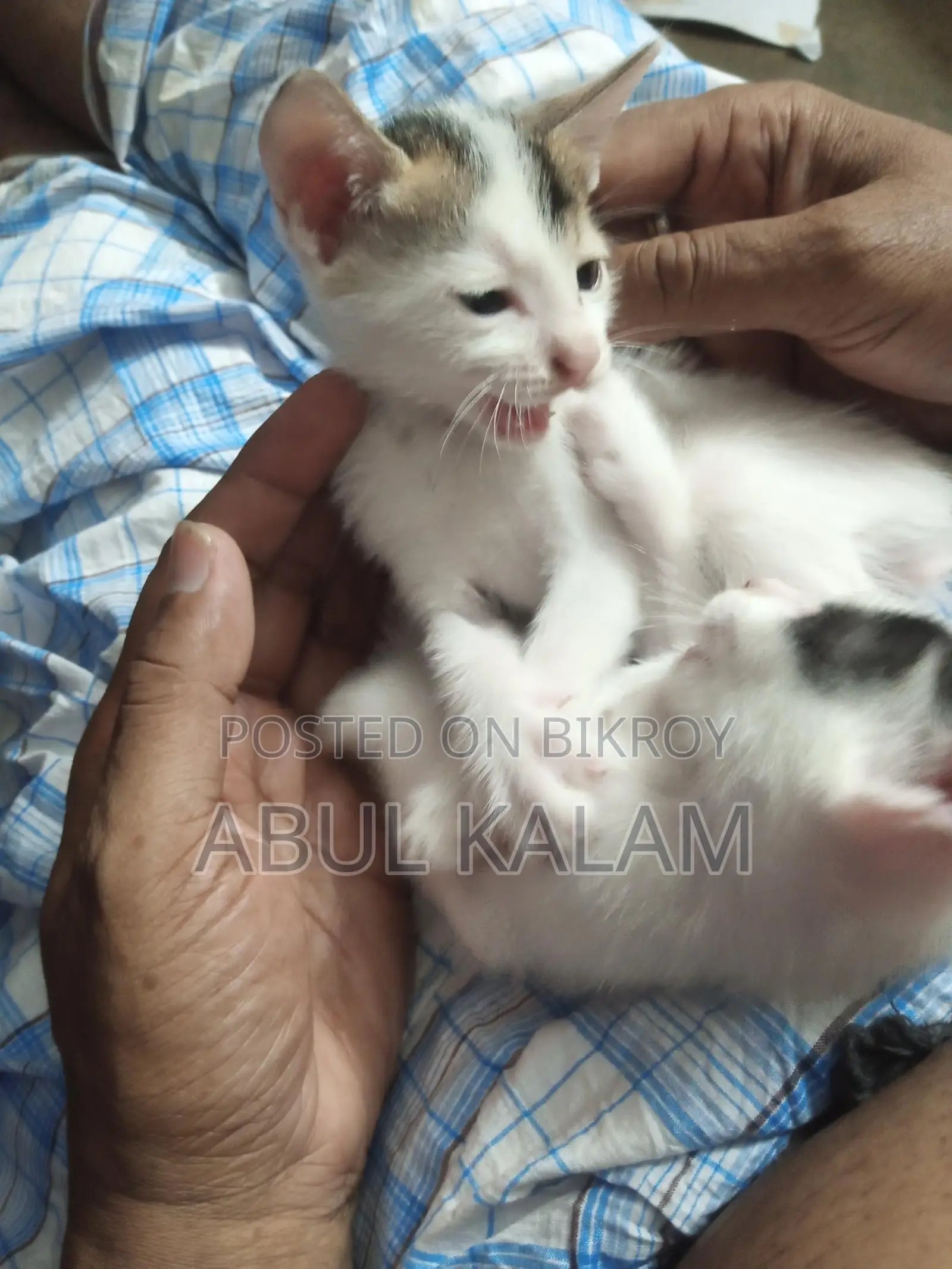 Giving away three cats for adoption