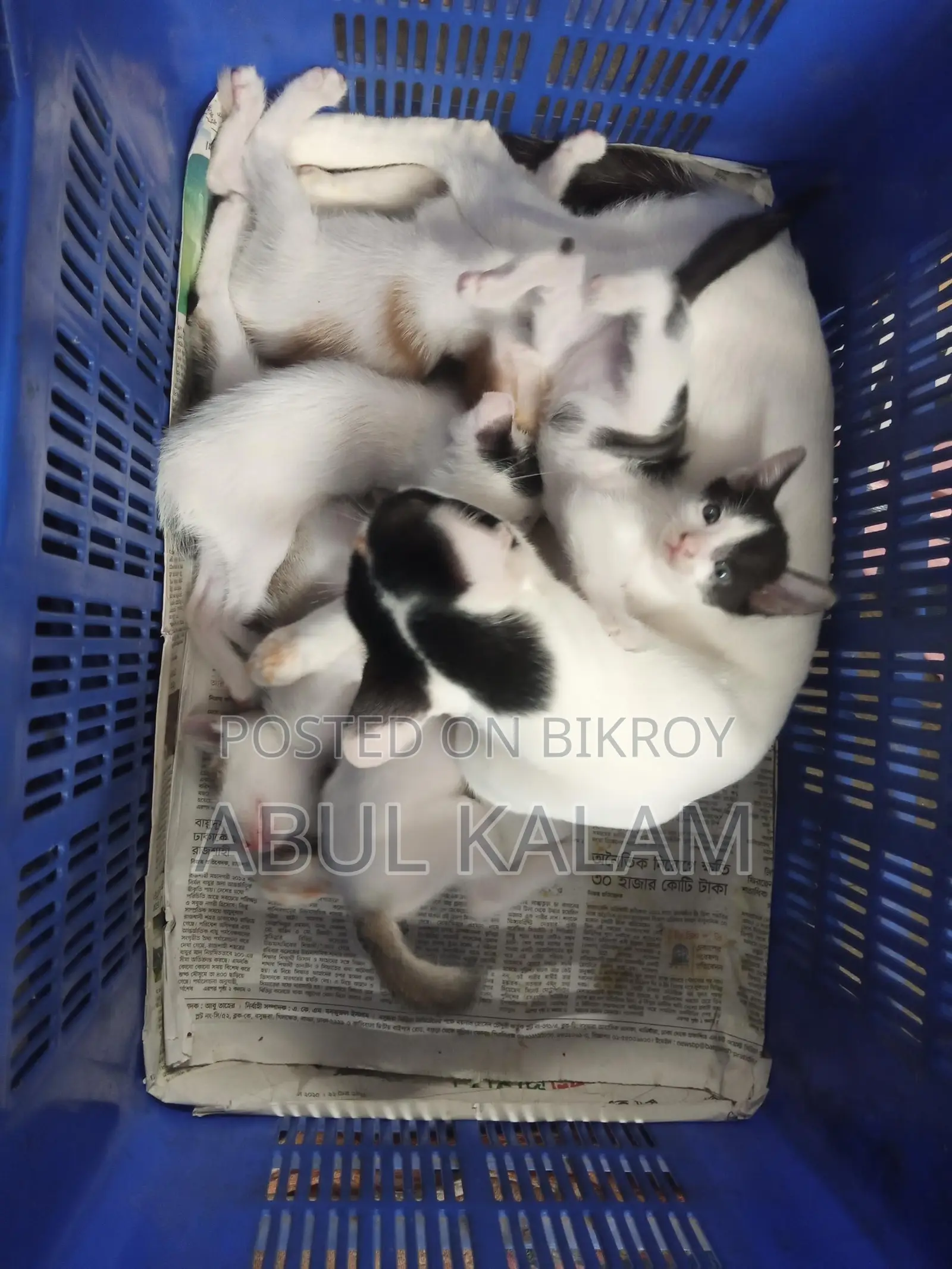 Giving away three cats for adoption