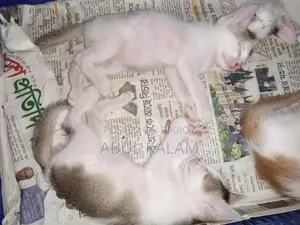 Giving away three cats for adoption
