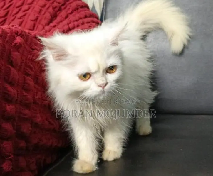 📢 Persian Cat for Sale
