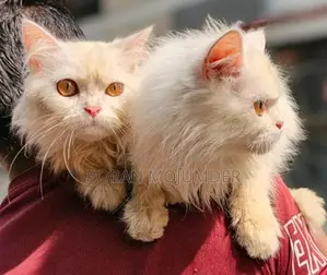📢 Persian Cat for Sale