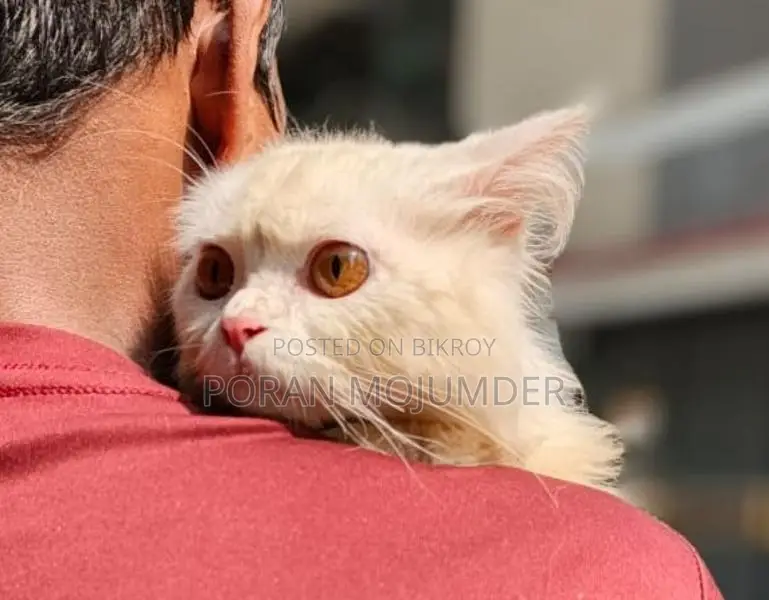 📢 Persian Cat for Sale