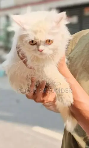 📢 Persian Cat for Sale