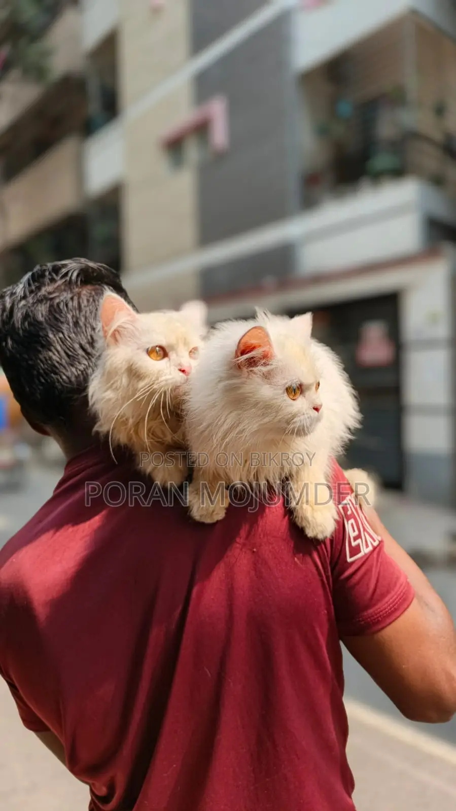 📢 Persian Cat for Sale