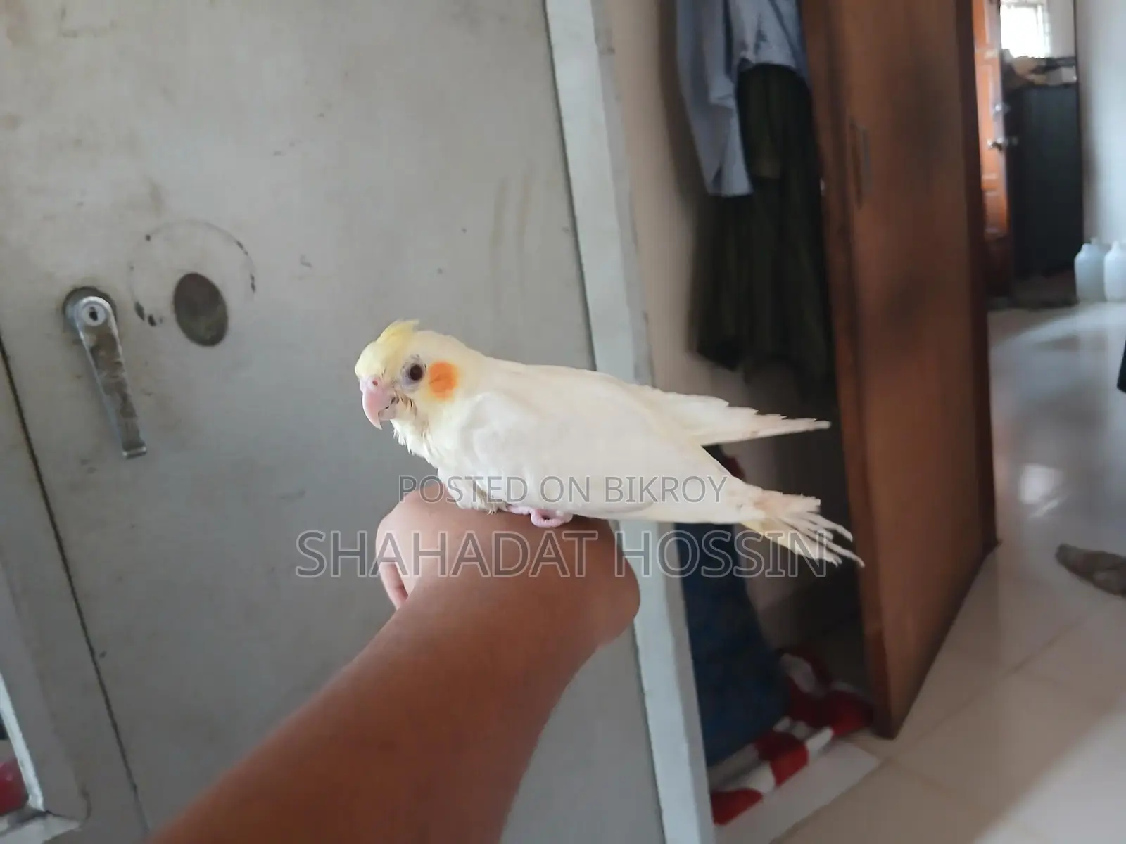 Red Eye Lutino Cockatiel