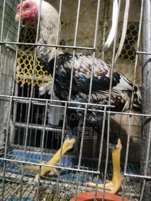 ফাইটার আছিল মোরগ বিক্রি