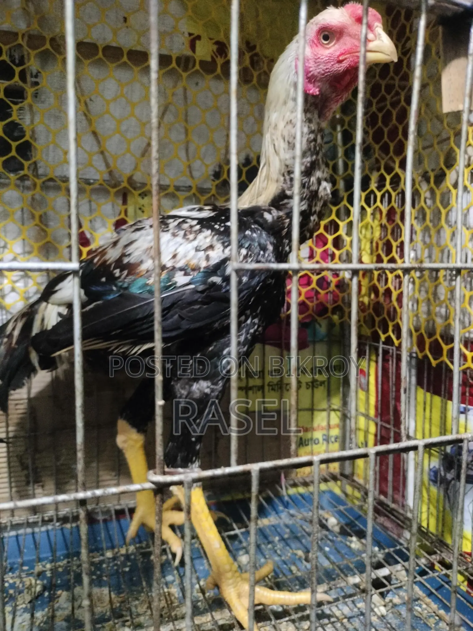 Fighter Asil Rooster for Sale