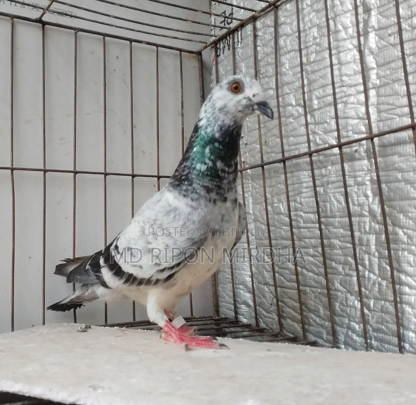 One Grizzle Female Pigeon with Egg