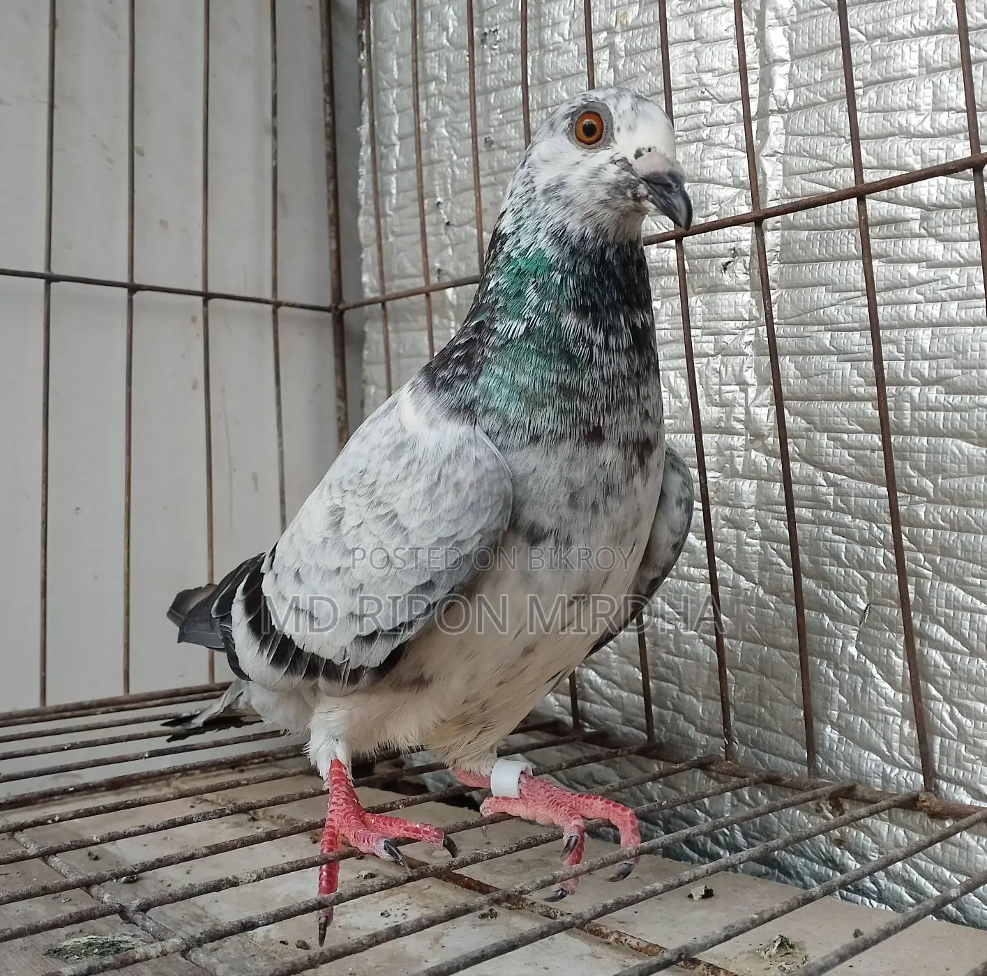 One Grizzle Female Pigeon with Egg