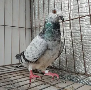 One Grizzle Female Pigeon with Egg