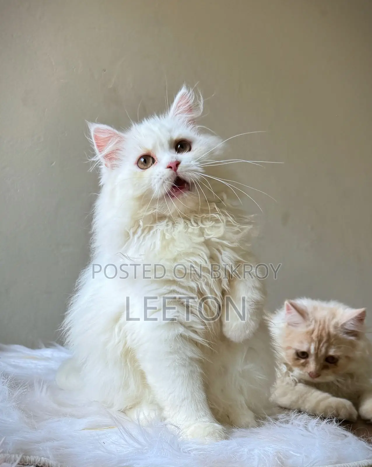 Traditional Pure Persian Kitten Female