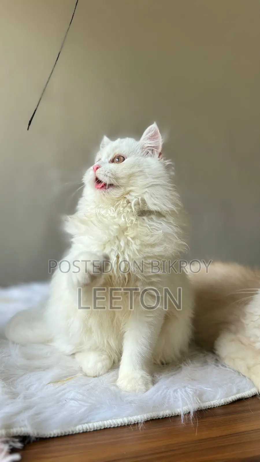 Traditional Pure Persian Kitten Female