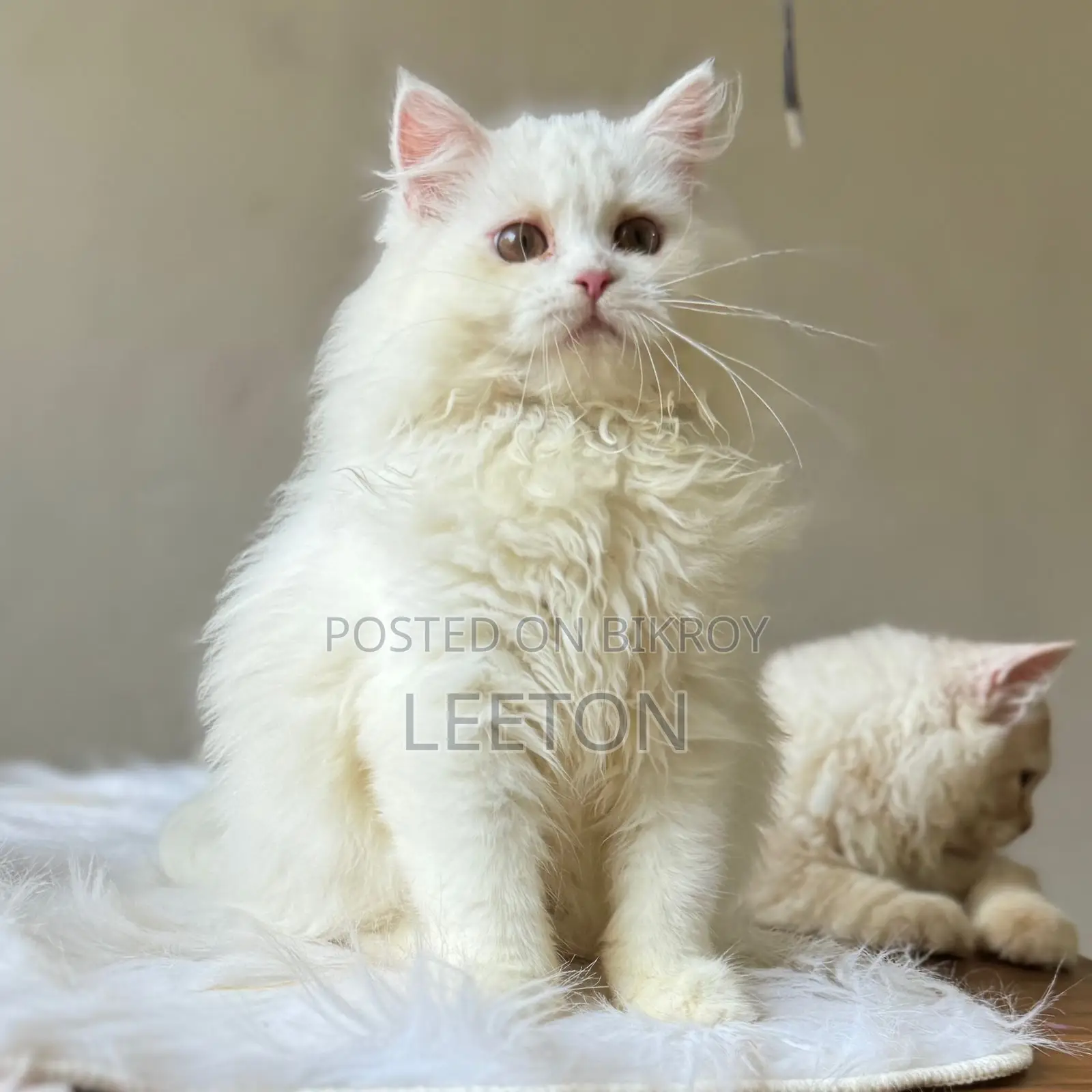 Traditional Pure Persian Kitten Female