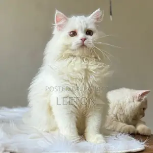 Traditional Pure Persian Kitten Female