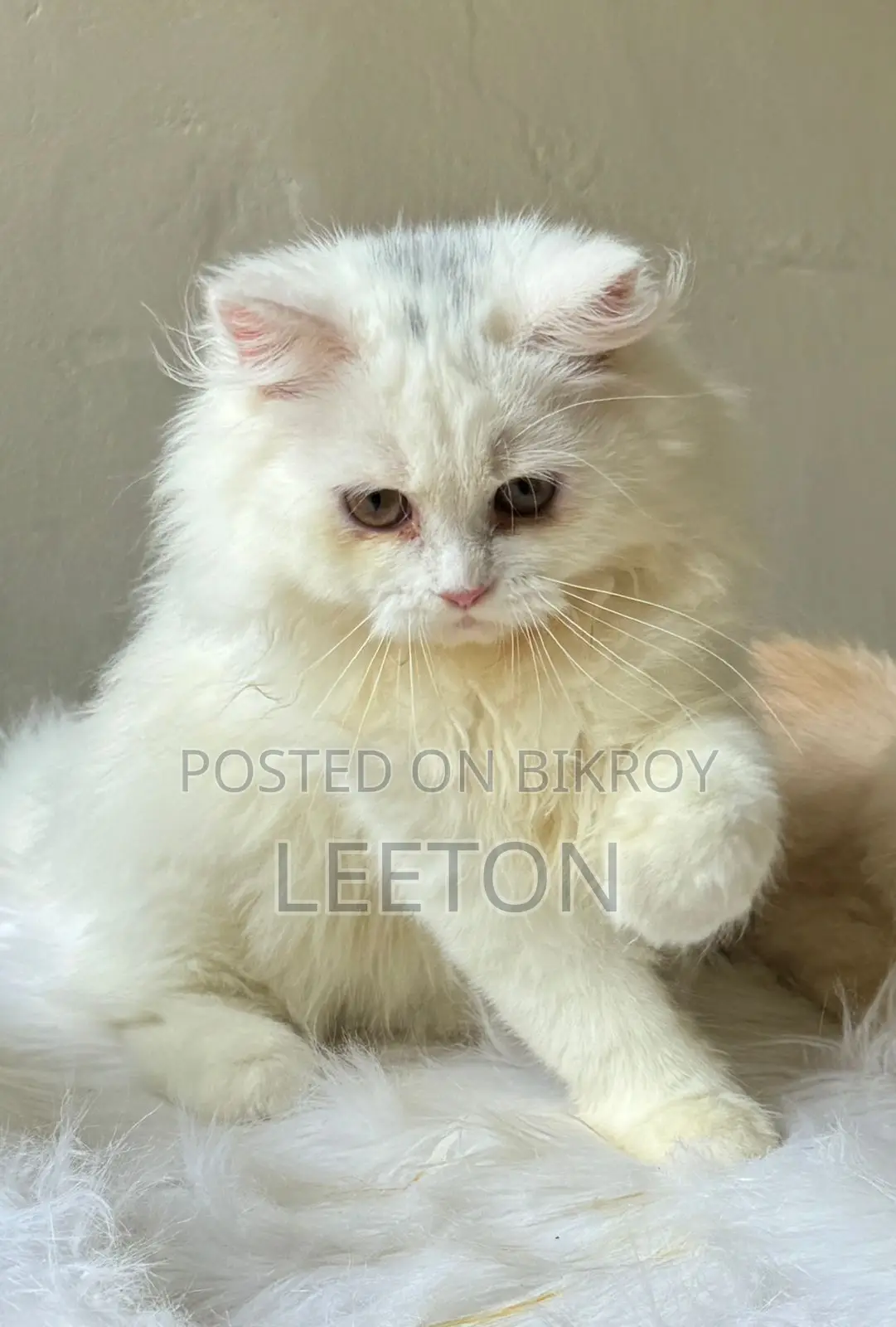 Traditional Pure Persian Kitten Female