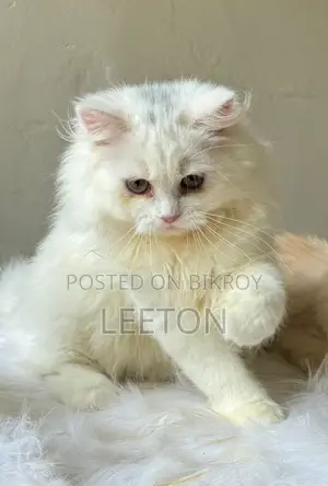 Traditional Pure Persian Kitten Female