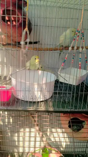Budgerigar