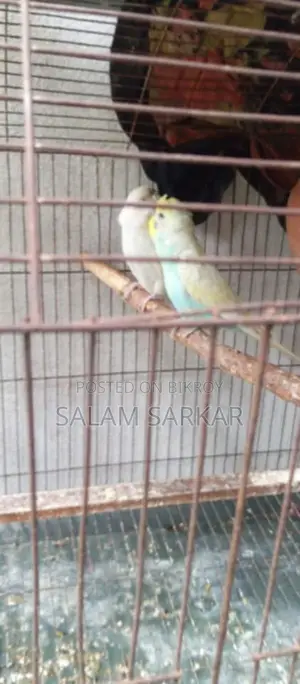 Budgerigar