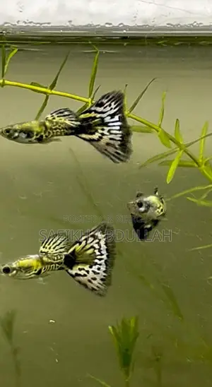 Green Cobra Guppy fish pair