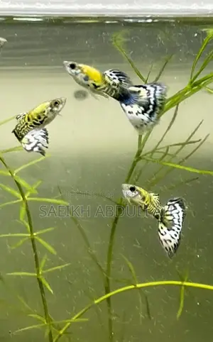 Green Cobra Guppy fish pair