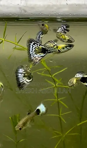 Green Cobra Guppy fish pair