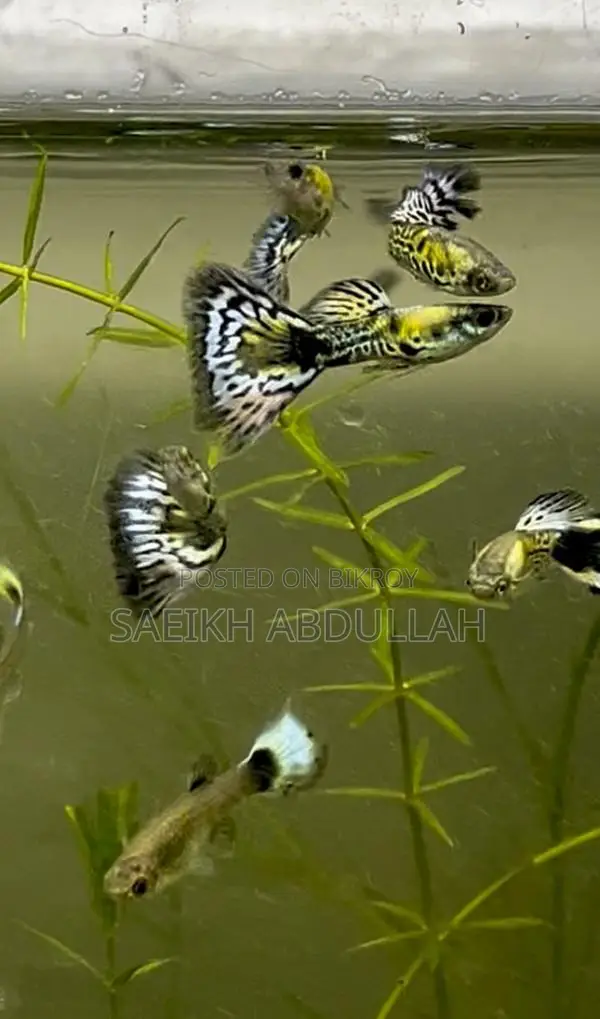 Green Cobra Guppy fish pair