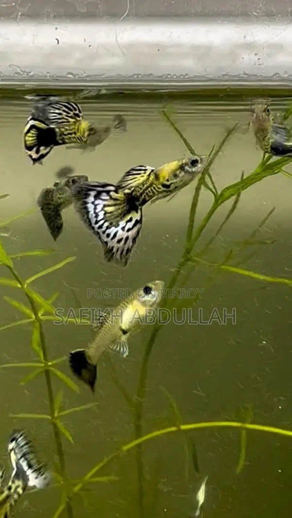 Green Cobra Guppy fish pair