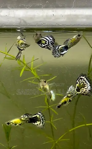 Green Cobra Guppy fish pair