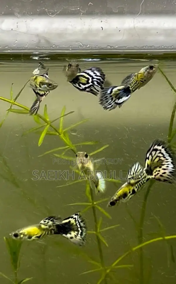 Green Cobra Guppy fish pair