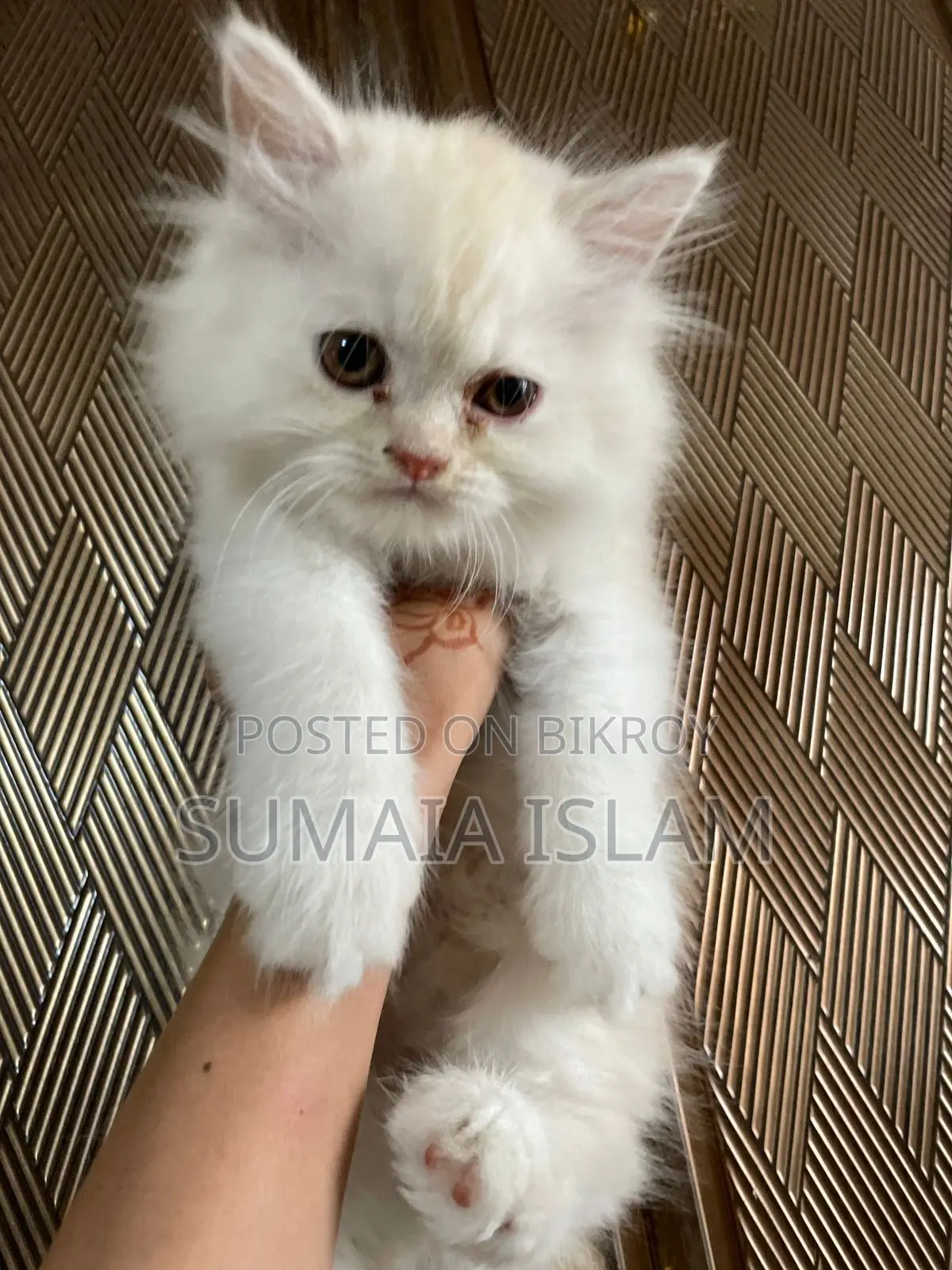 Persian Cat