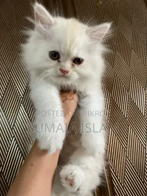 Persian Cat
