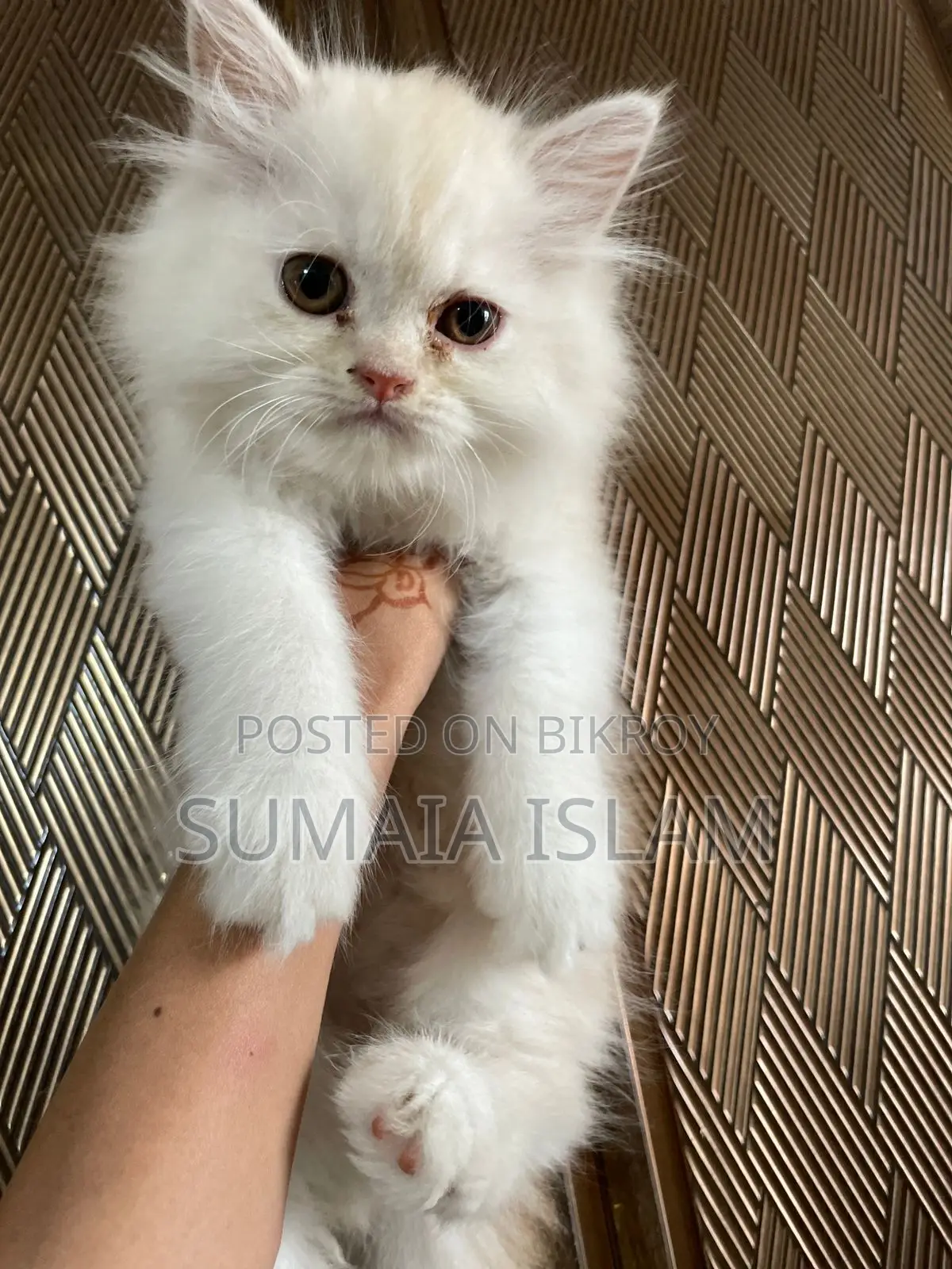 Persian Cat
