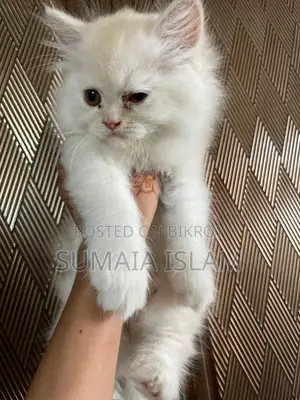 Persian Cat
