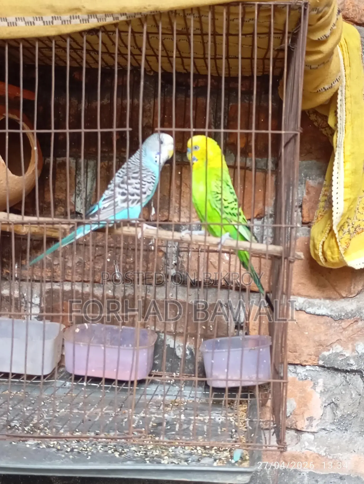 Two Budgie birds for sale